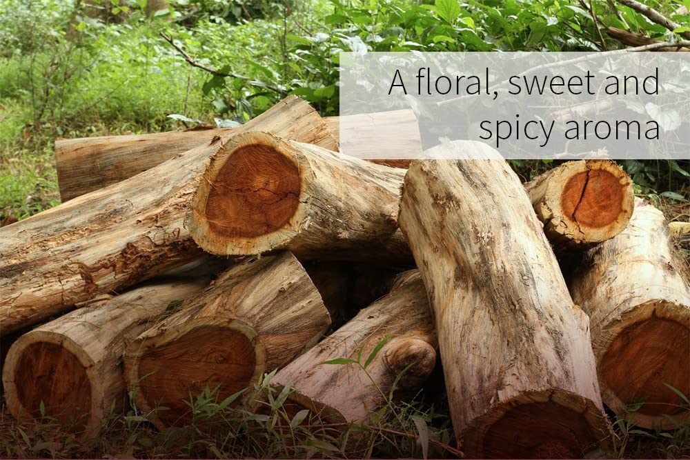 ArOmis Rosewood diffuser scene highlighting calming aroma