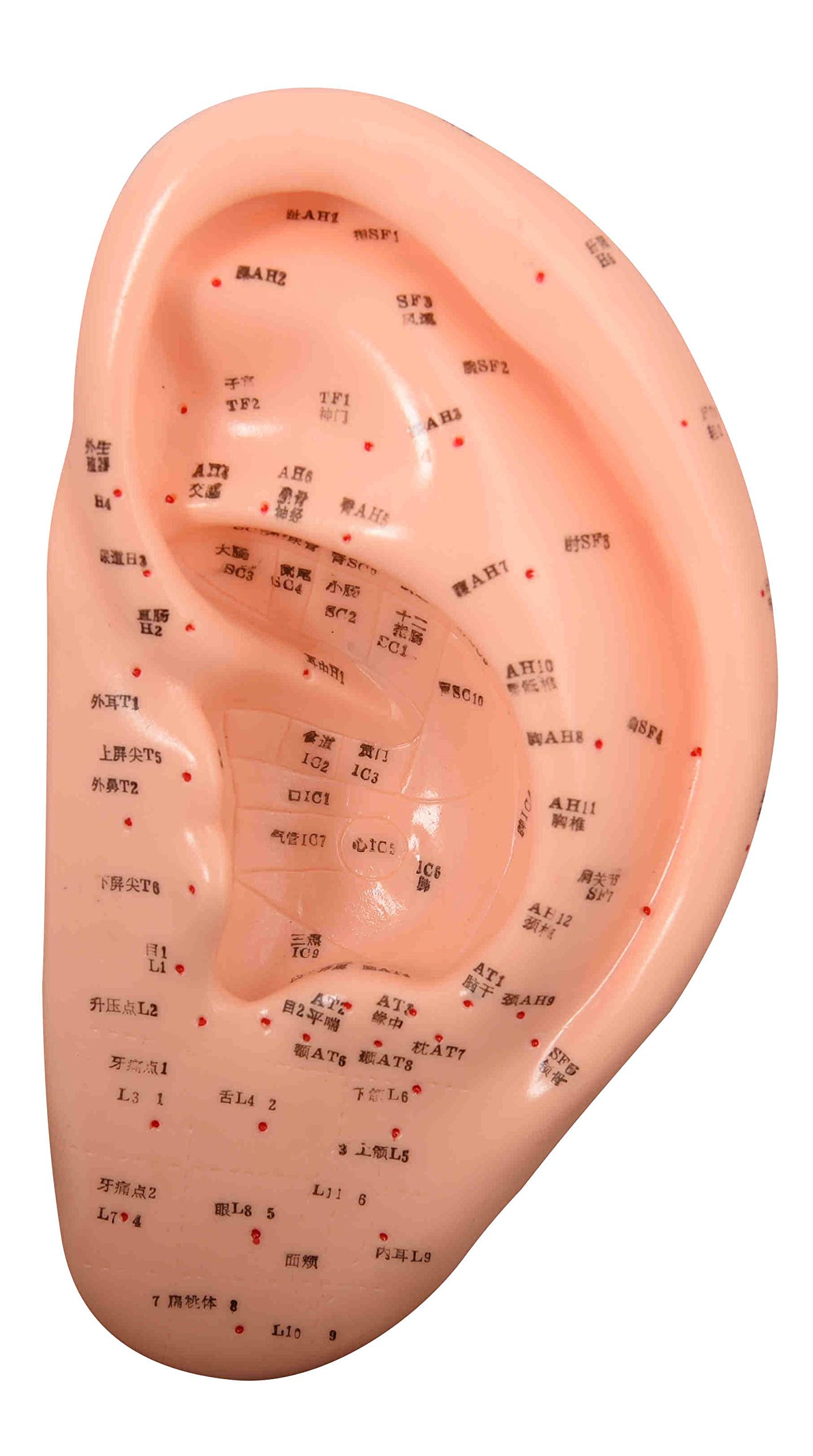 ARTMED Ear Acupuncture Model with points pamphlet included for training use.