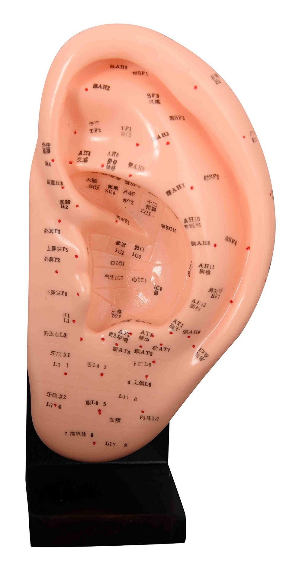 ARTMED Model Anatomy Ear Acupuncture 22 cm: precise auricle map for study and demonstrations.