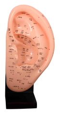 ARTMED Model Anatomy Ear Acupuncture 22 cm: precise auricle map for study and demonstrations.