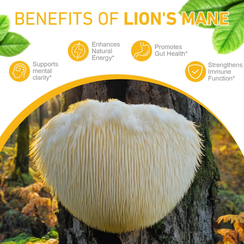 Artoalabs Lions Mane Drops used during a workday to support focus.