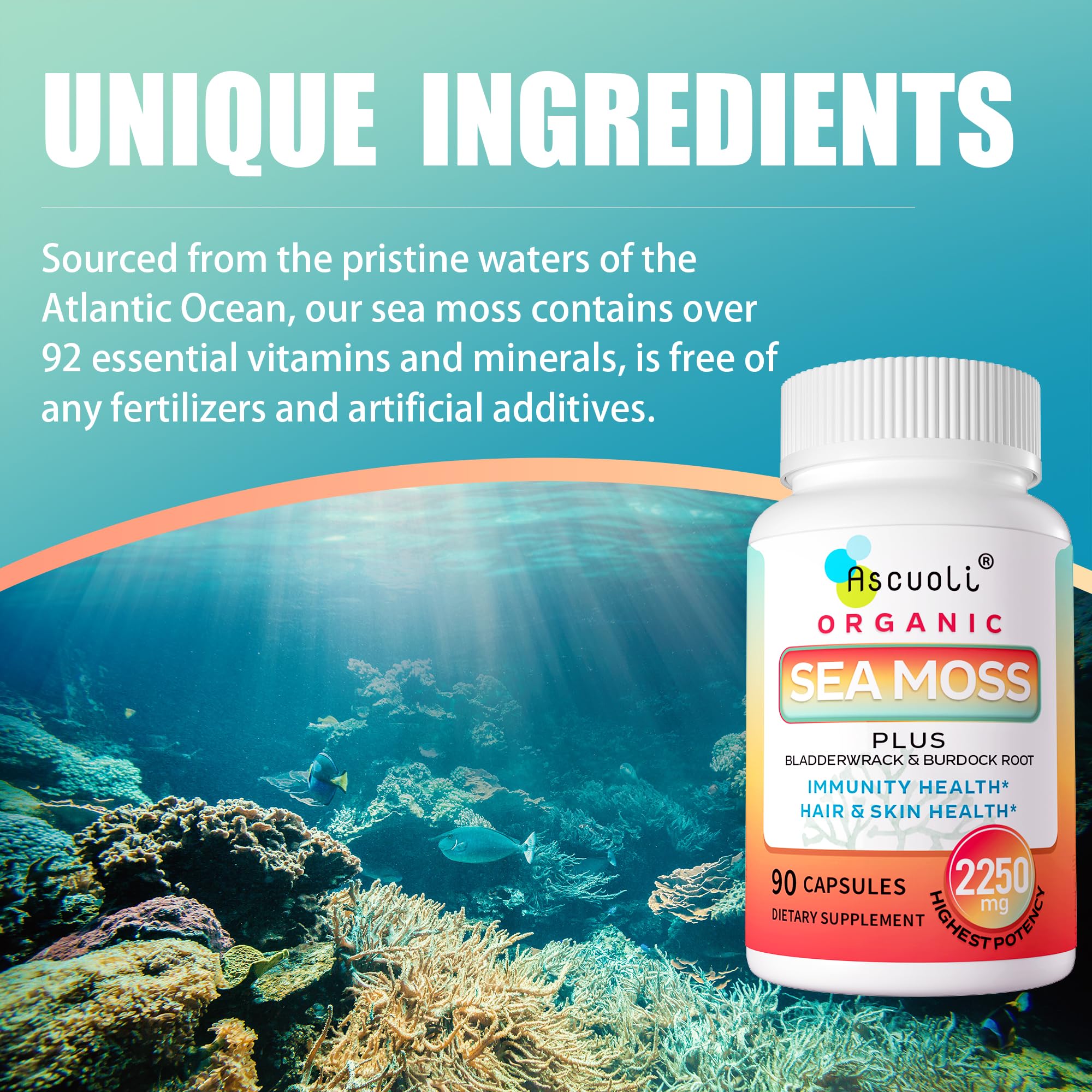 Ascuoli ingredients list including bladderwrack and burdock root