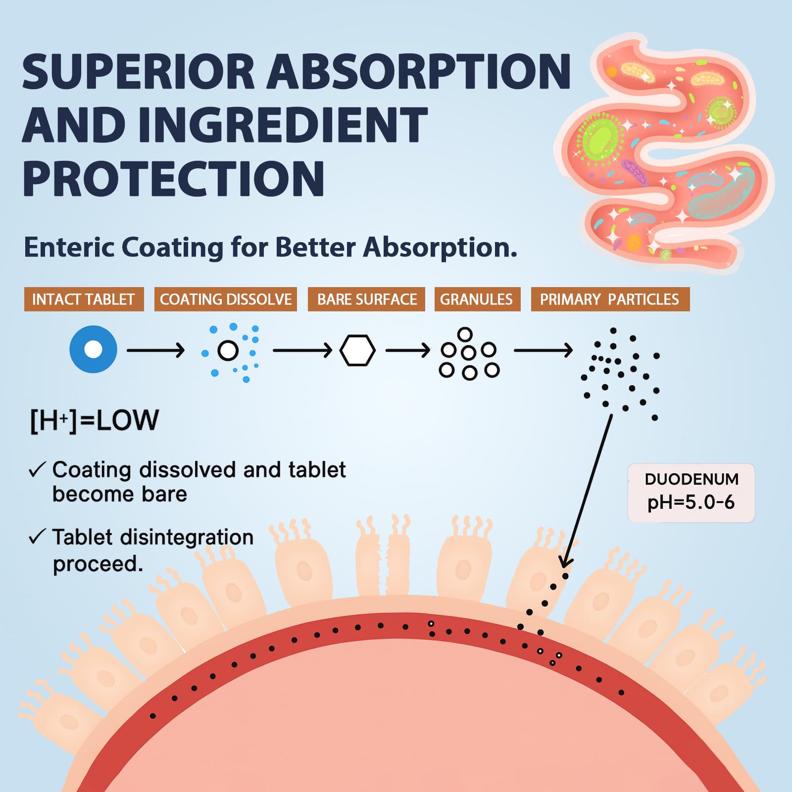Enteric coating image demonstrates release beyond stomach acid.