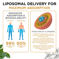 AuroraSynth liposome technology graphic explains improved nutrient delivery to cells.