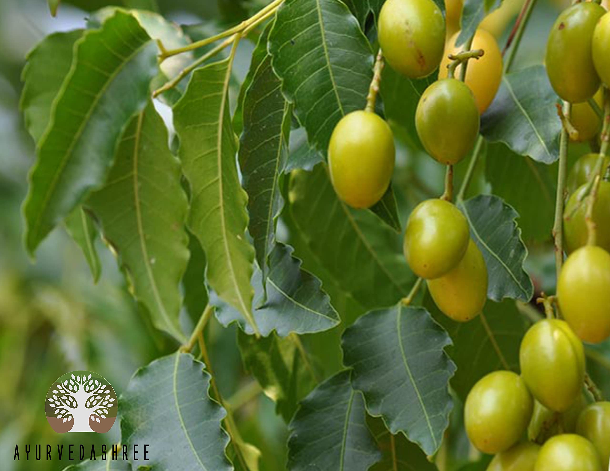 AYURVEDASHREE Neem Leaf Powder face-pack blending with other botanicals