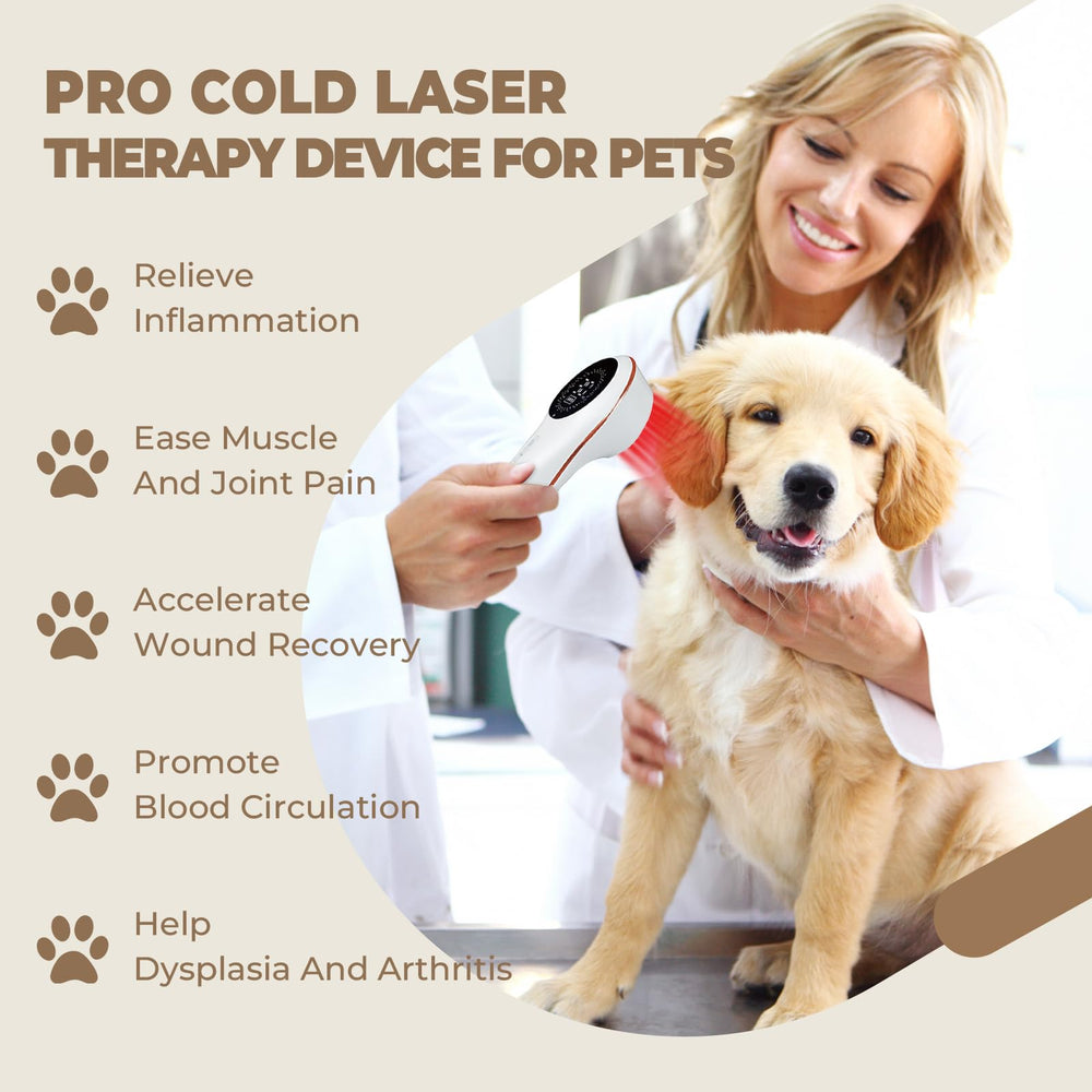 Azilaser therapy laser setup showing easy non invasive treatment for pets.
