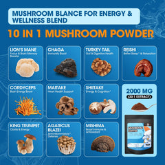 B BEWORTHS mushroom coffee blend ingredients for flavorful, functional brew