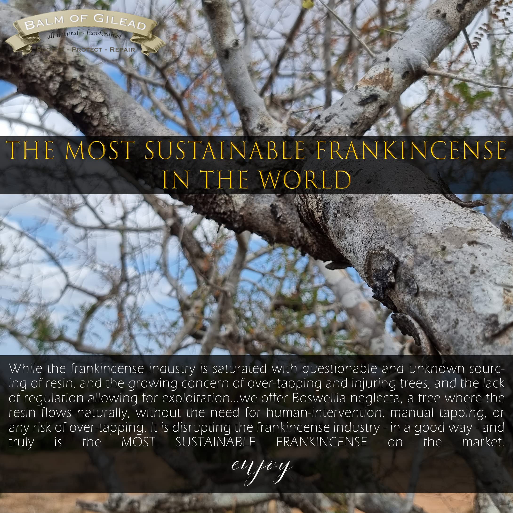 Balm of Gilead Frankincense Oil distillery scene emphasizing wild-harvested resin flow