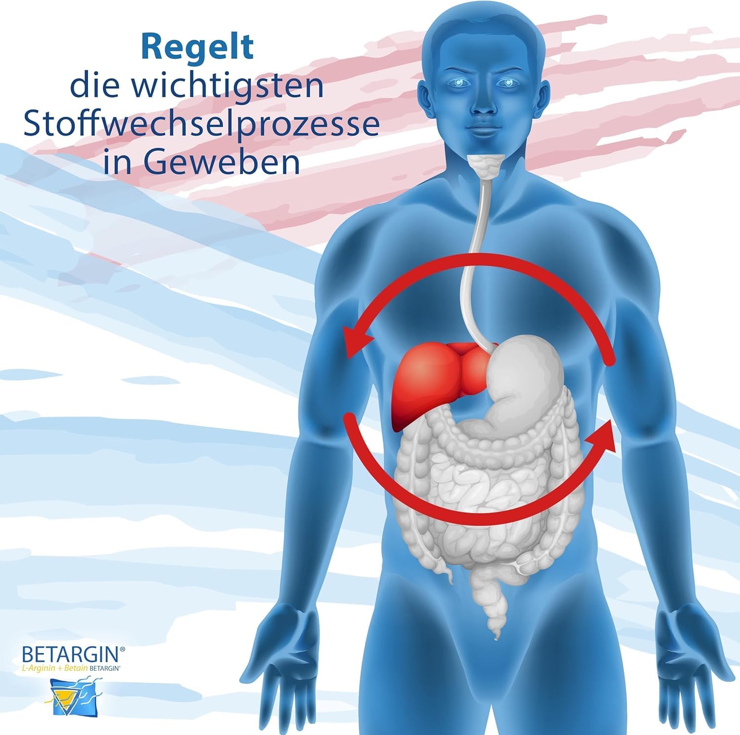Betargin vegan supplement packaging promoting plant-based wellness for digestion.
