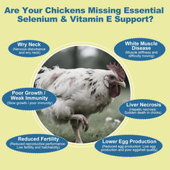 BiKontrun selenium vitamin e for chickens feeding mix eases supplementing in feed.