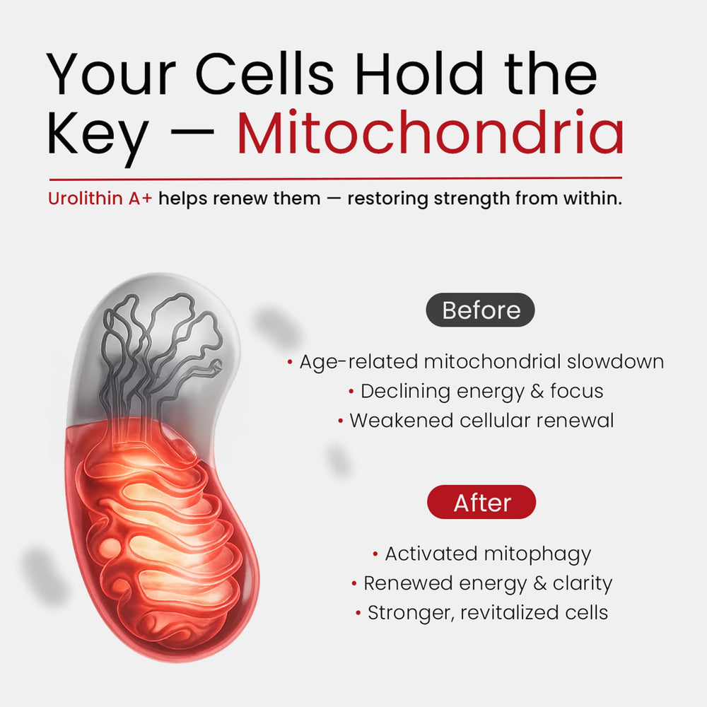 Bloomeo Urolithin A capsules closeup, showcases 1000 mg Urolithin A for mitophagy support.