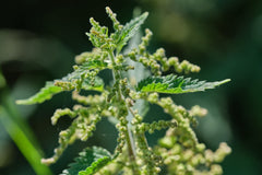 Bluechai nettle seeds sprinkled on bread for crunch and protein.