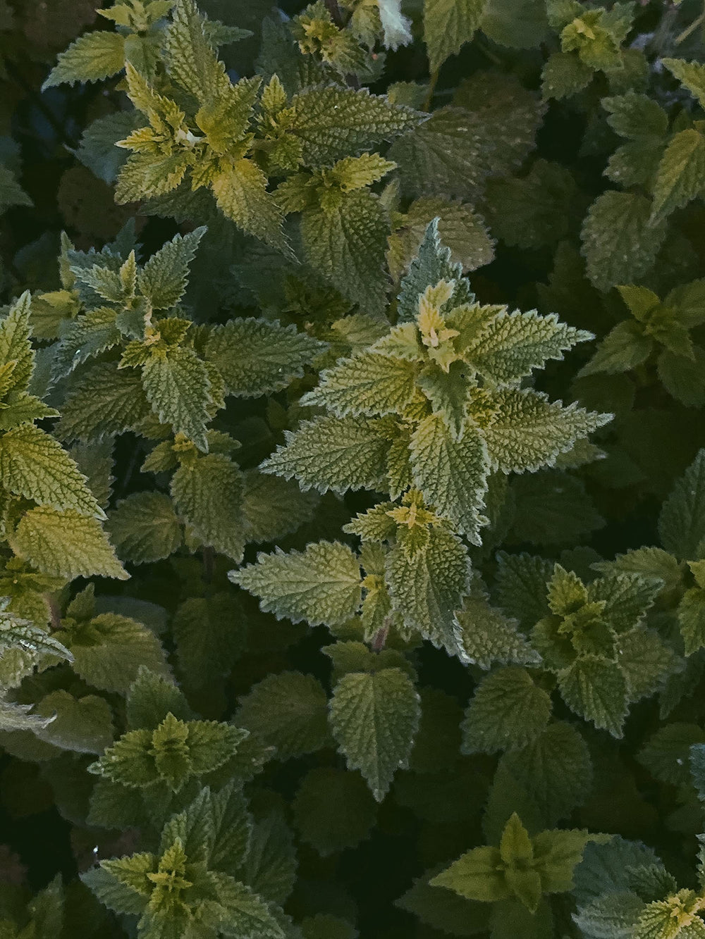 Bluechai nettle seeds ground into powder for DIY protein powder.