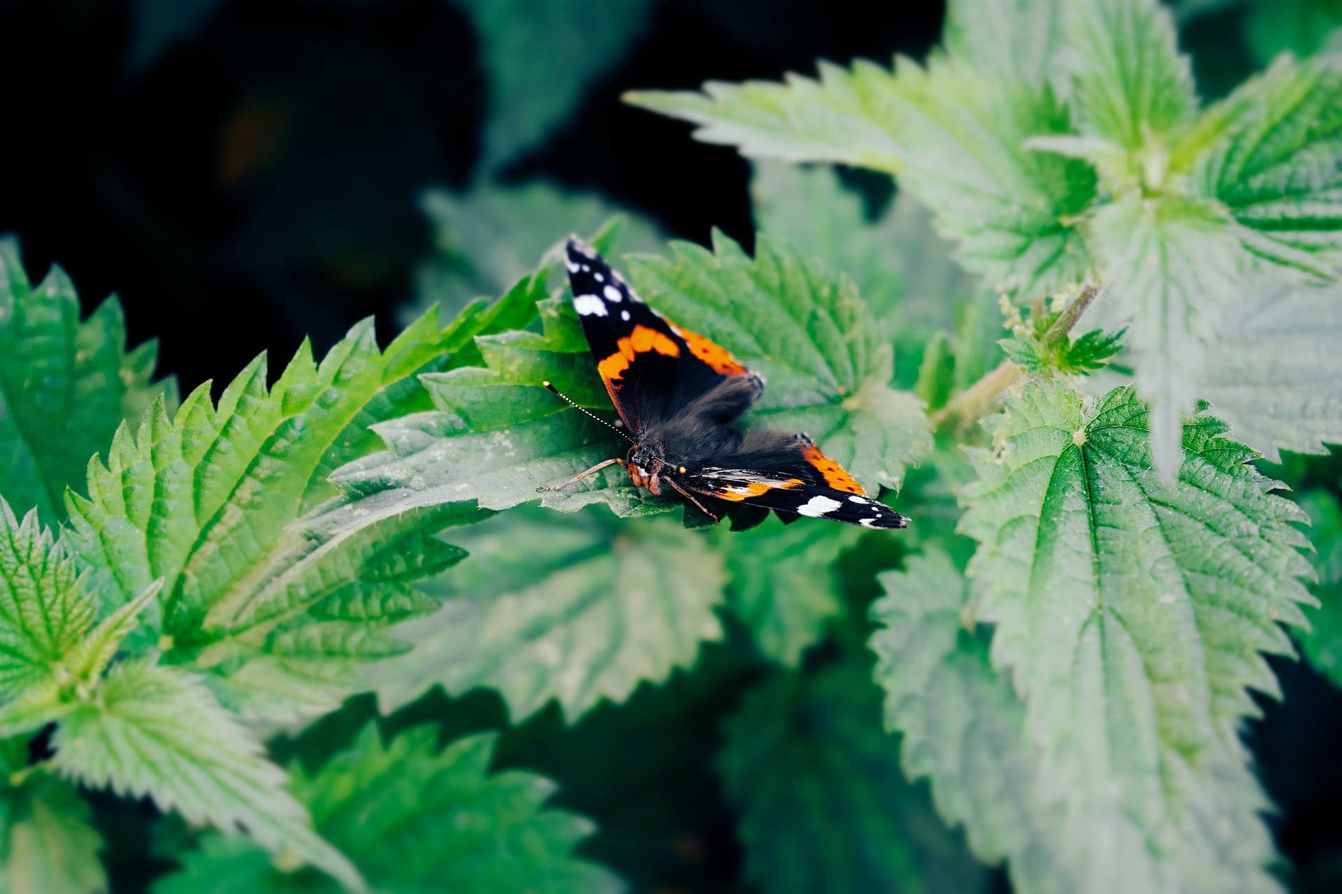 Bluechai stinging nettle seeds roasted as a savory, crunchy snack.