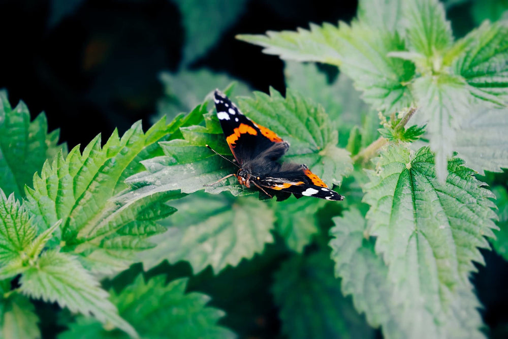Bluechai stinging nettle seeds roasted as a savory, crunchy snack.