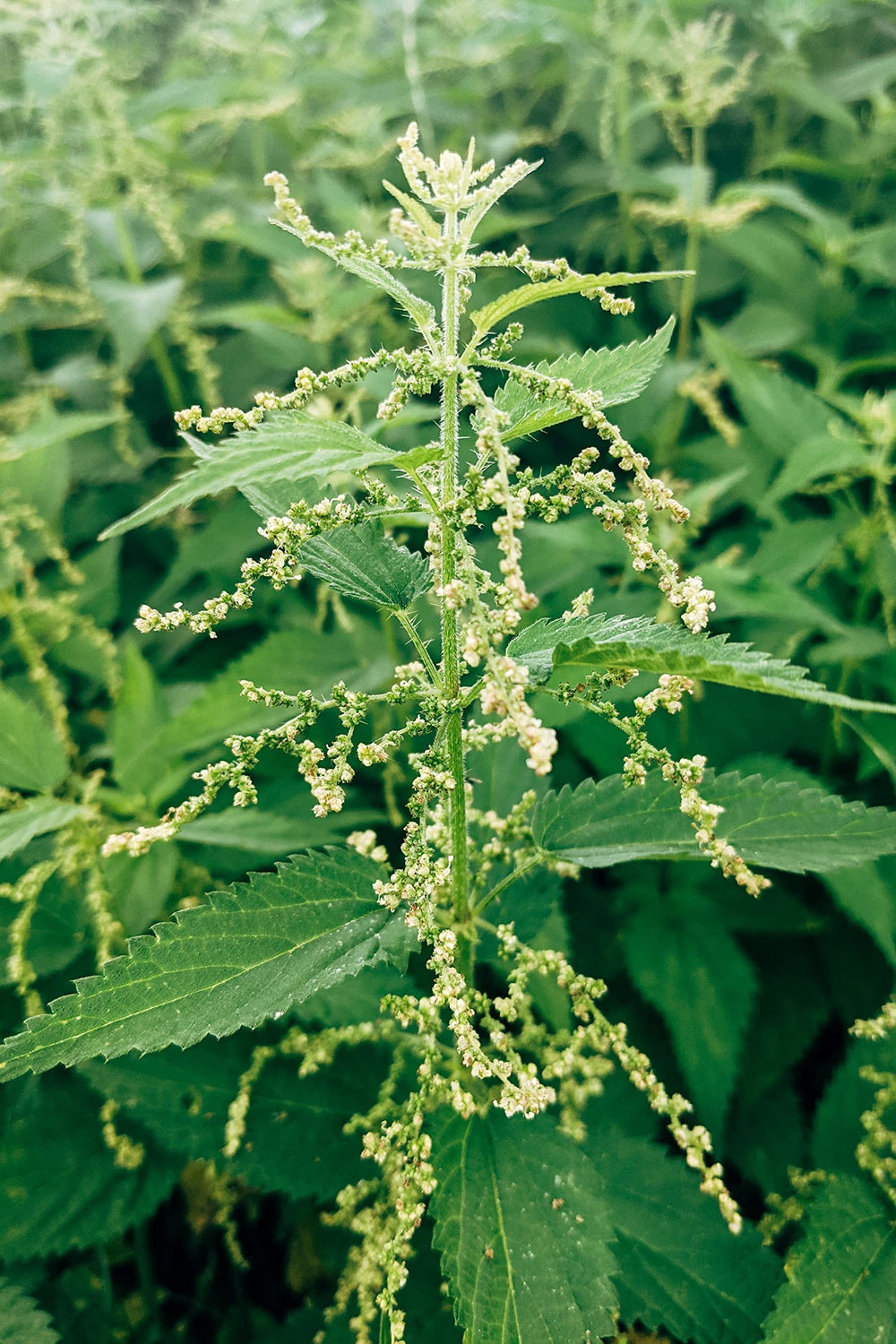 Bluechai stinging nettle seeds in a salad for texture and nutrition.
