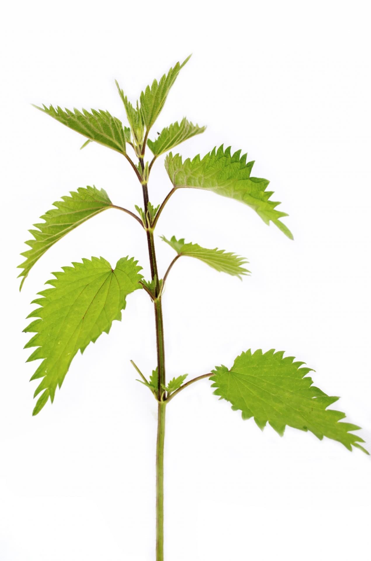 Bluechai nettle seeds blended into a smoothie for plant protein boost.