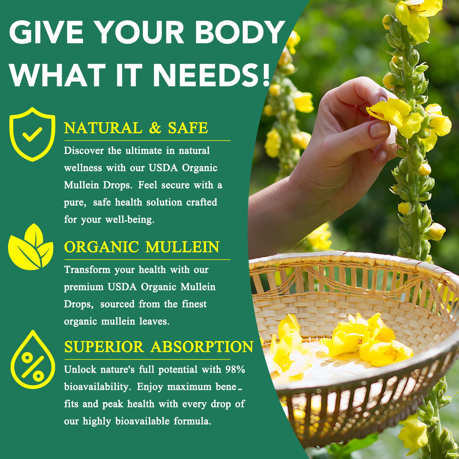 Immune support concept suggested for daily wellness with Mullein Drops.
