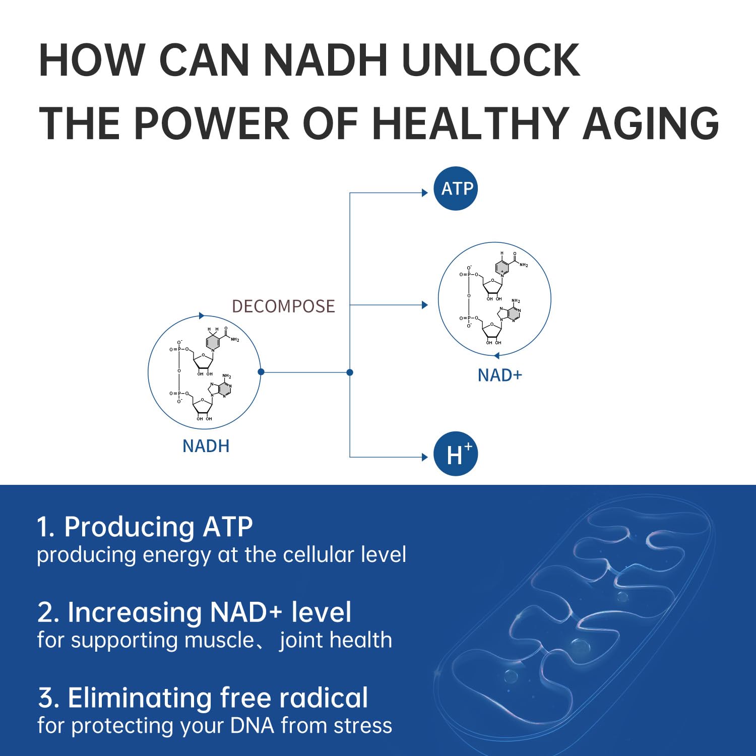 CELFULL NADH gift-ready packaging ideal for sharing with loved ones