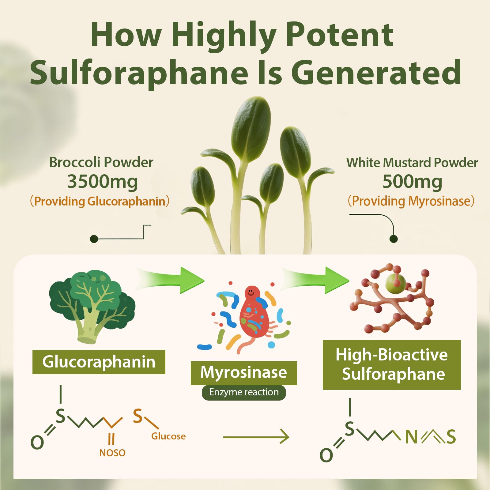 Cenffitio broccoli sprout powder closeup emphasizing glucoraphanin-rich ingredient