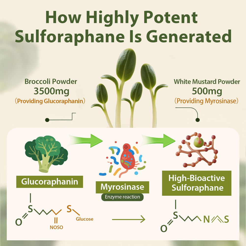 Cenffitio broccoli sprout powder closeup emphasizing glucoraphanin-rich ingredient