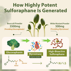 Cenffitio sulforaphane broccoli sprouts powder close-up