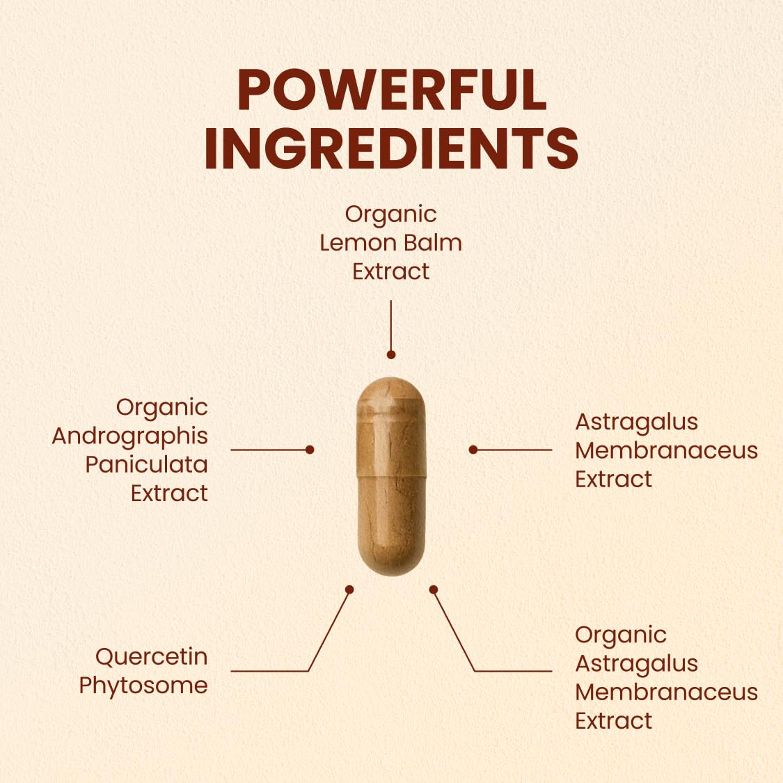 CHOQ Armor andrographis paniculata capsules for seasonal resilience and focus
