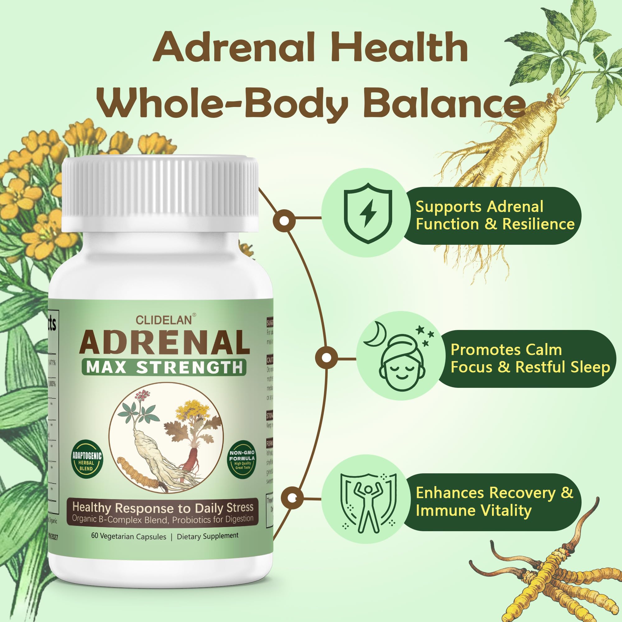 Clidelan Rhodiola capsule closeup emphasizes adaptogen synergy for stress support.