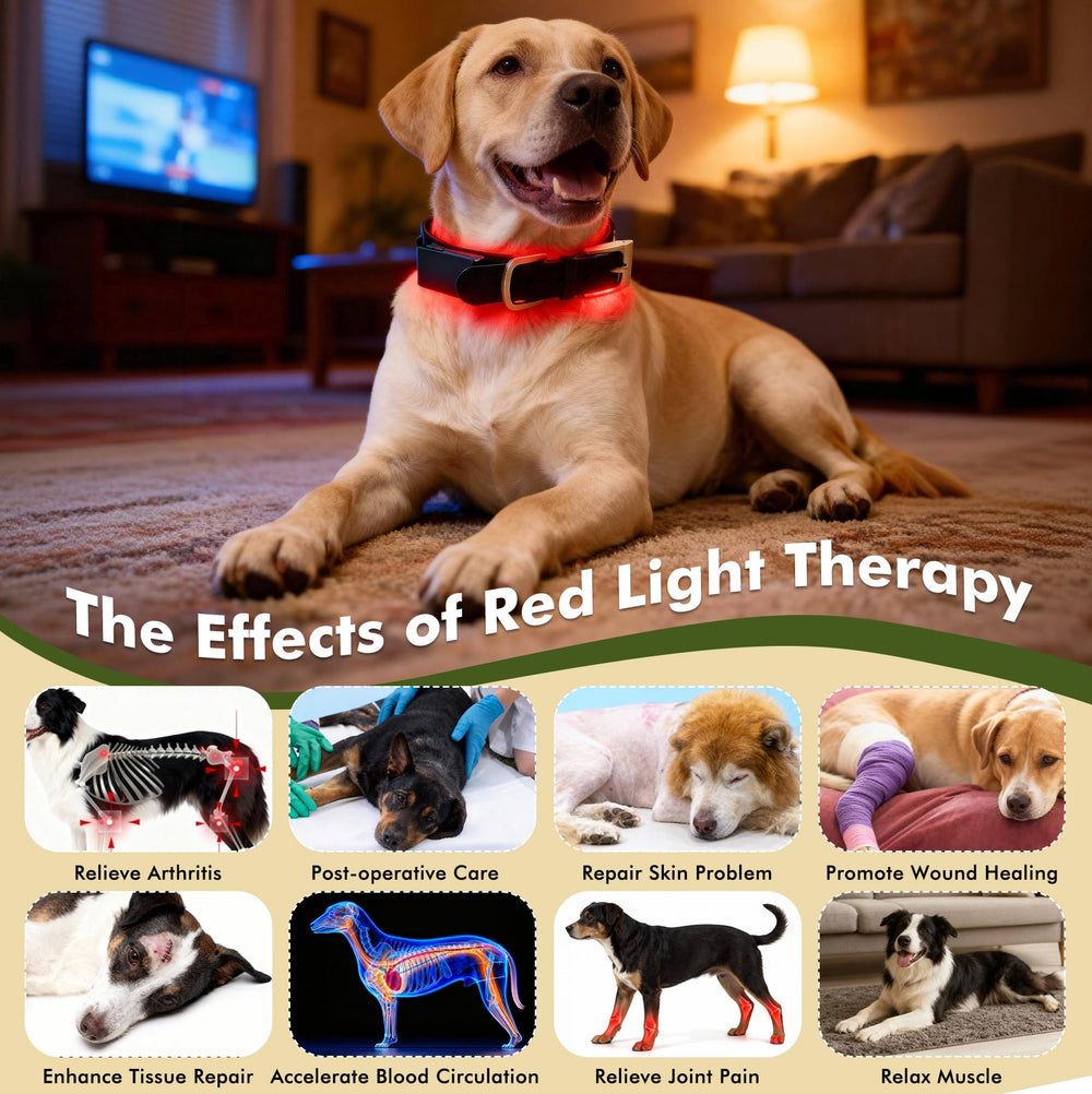 Clocness adjustable dog collar strap provides secure, comfortable fit for many sizes.