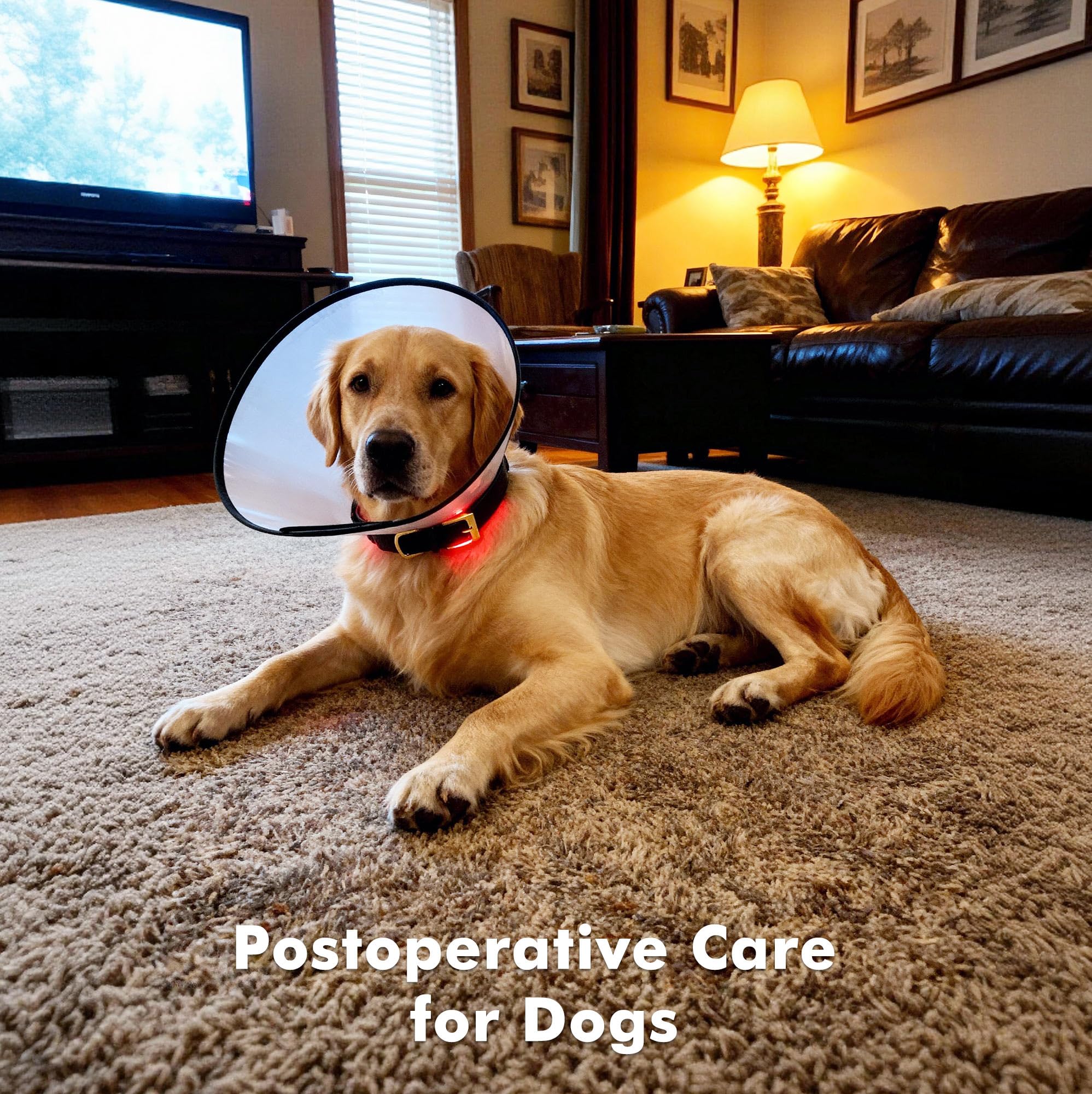 Clocness soft material collar designed for all-day wear during play or rest.