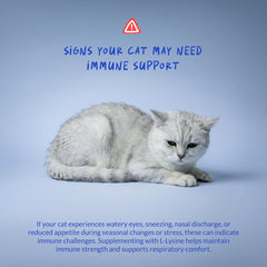 Coco and Luna respiratory support powder concept for cats with occasional sniffles.