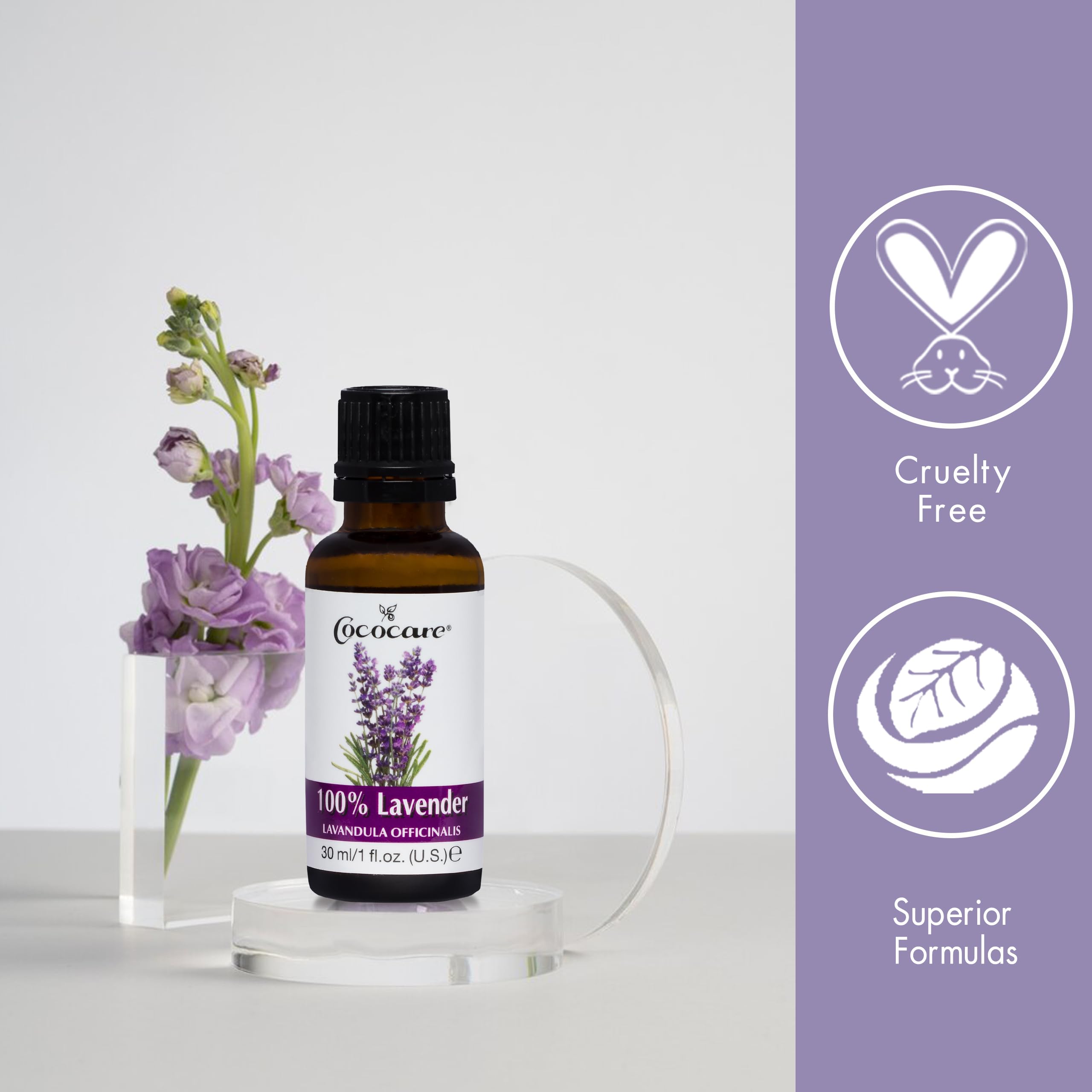 COCOCARE lavender plants; source of 100% lavender essential oil.