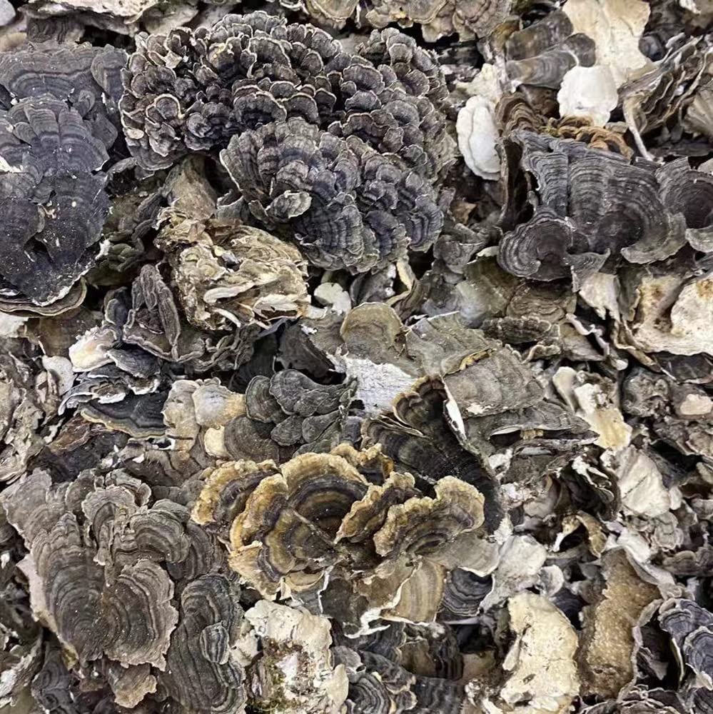 Coriolus Versicolor turkey-tail portion scoops for daily wellness rituals