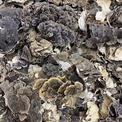 Coriolus Versicolor turkey-tail portion scoops for daily wellness rituals