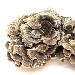 Coriolus Versicolor turkey-tail mushroom 250g pack designed for herbal tea preparation