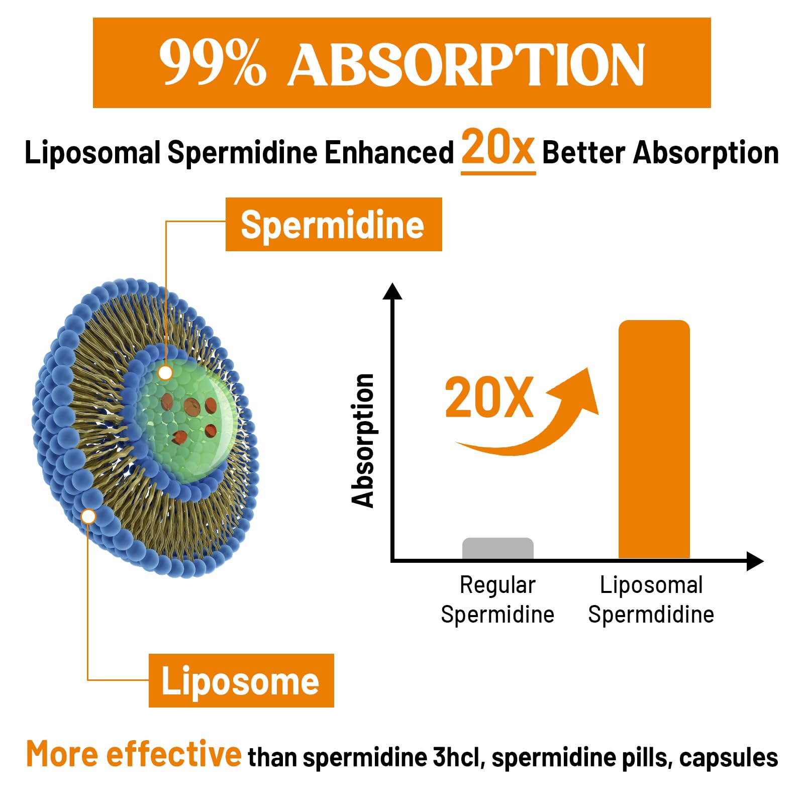 CORPORALIGHT fermented wheat germ extract highlight as natural spermidine source.
