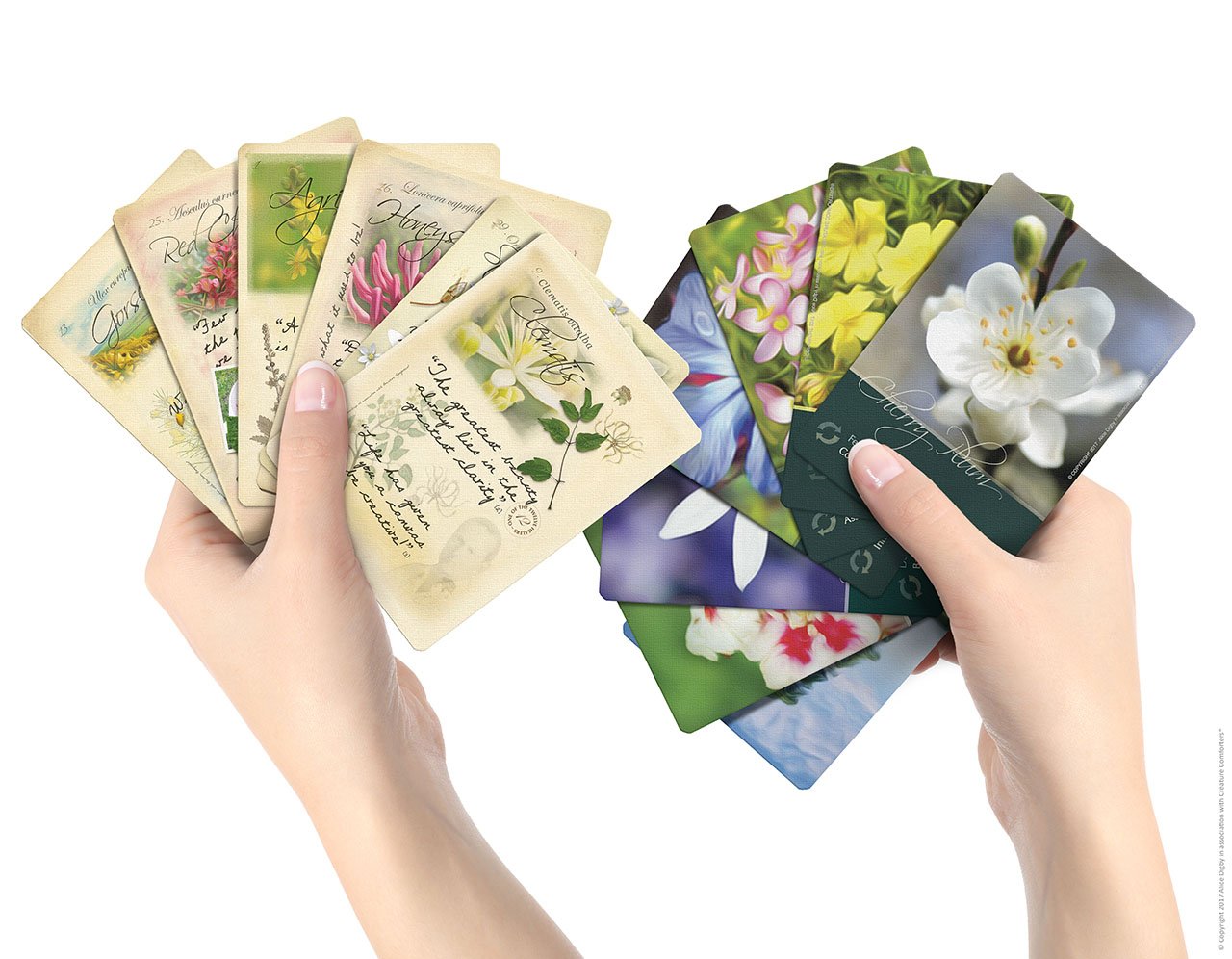Creature Comforters Bach Flower card illustration with botanical imagery for contemplation