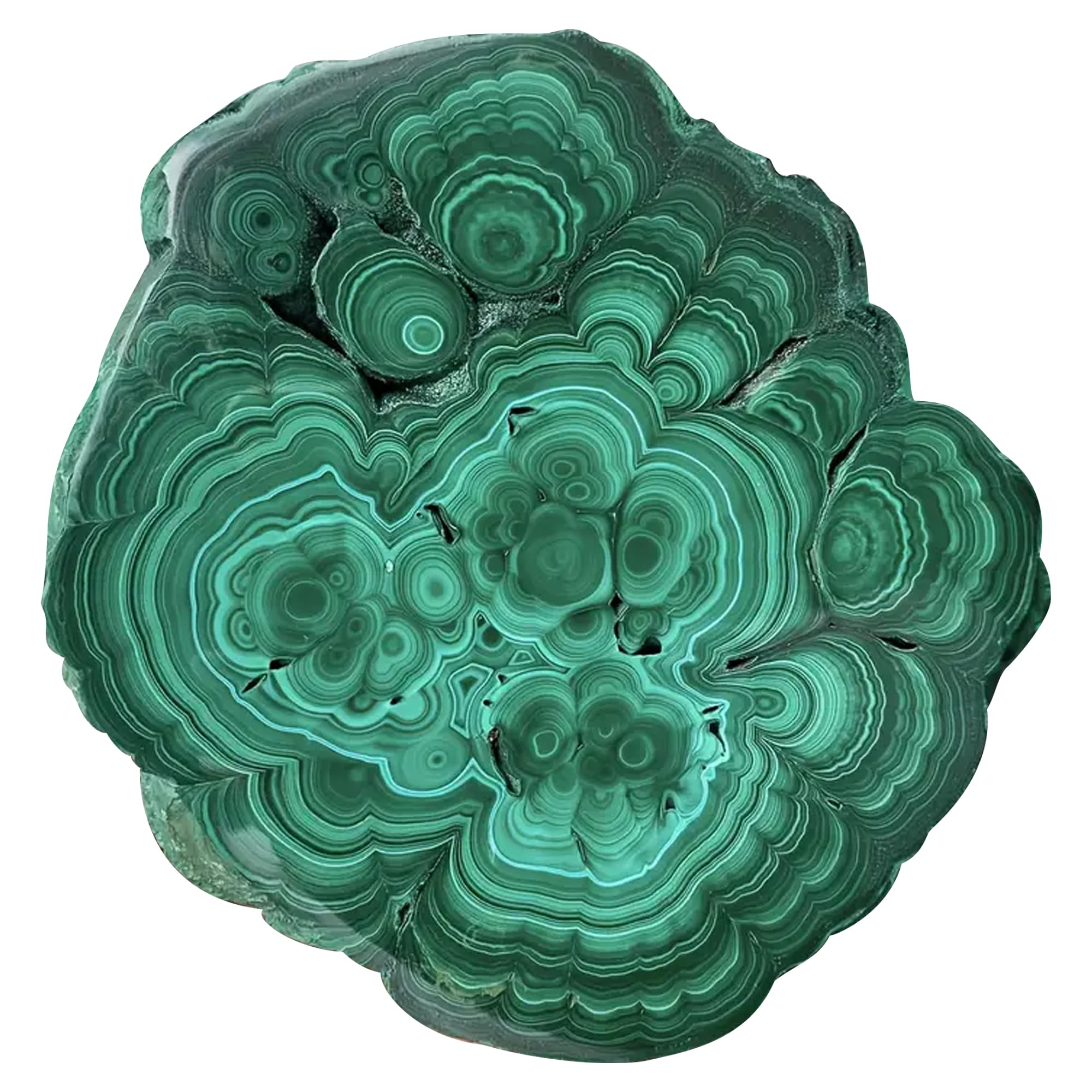 CrystalHola malachite slice with concentric texture for display