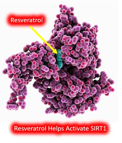 CYTOLYFE Resveratrol capsules in hand, ready for daily use.