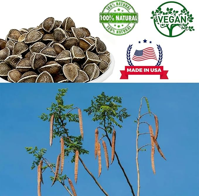 DABC OAK LAND moringa seeds in bowl for easy use and storage