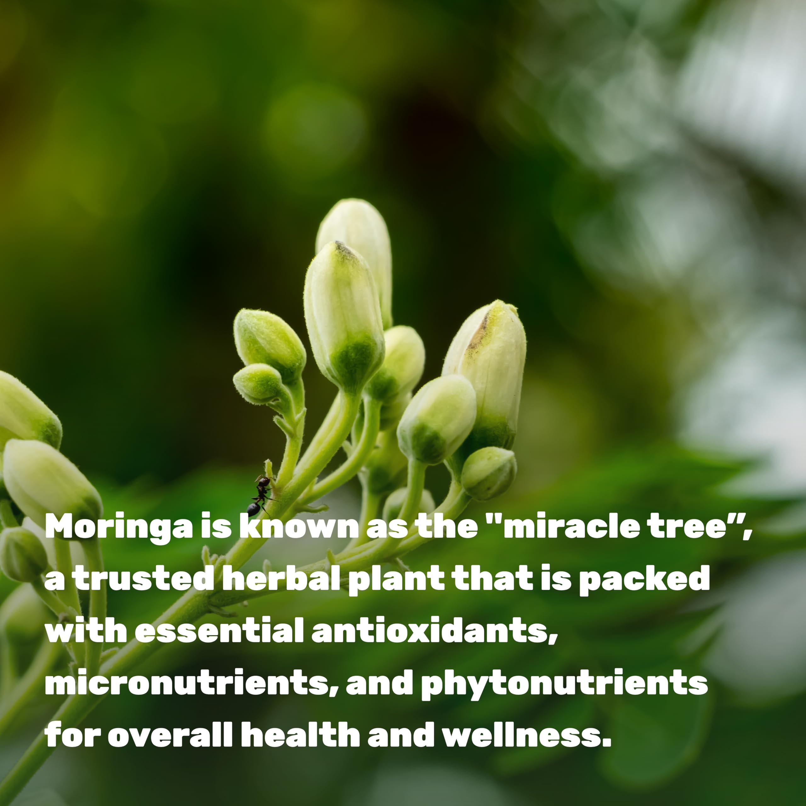 Deal Supplement Moringa bottle with water for easy daily routine.