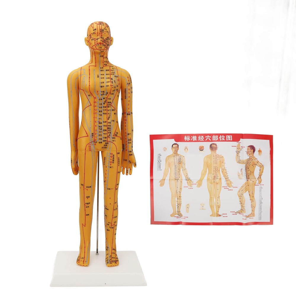 Dioche acupuncture model includes acupoint books for guided self-study and in-class practice