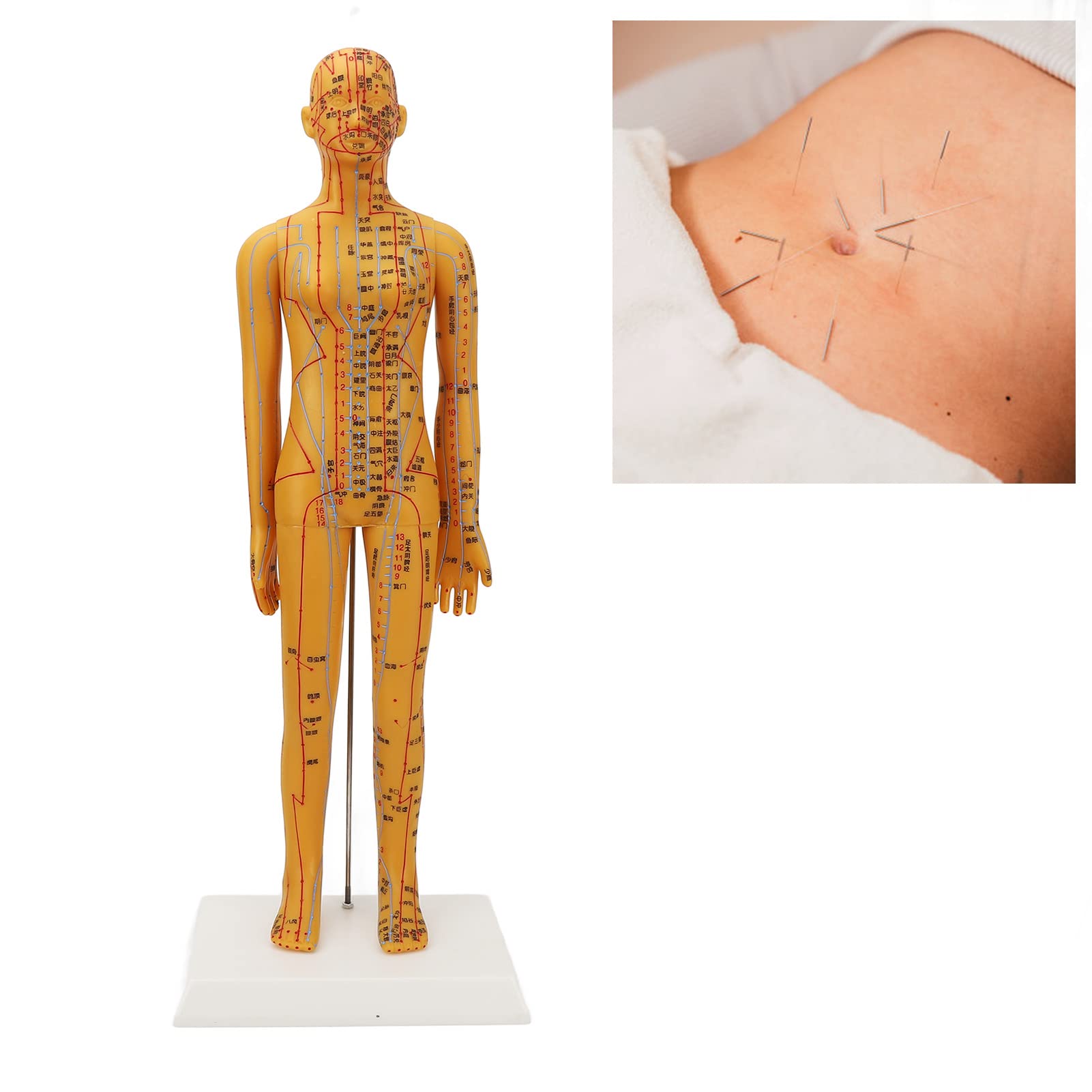 Dioche acupuncture model base stable demonstrates desk-friendly design to prevent tipping during teaching