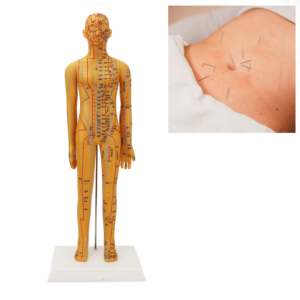 Dioche acupuncture model base stable demonstrates desk-friendly design to prevent tipping during teaching
