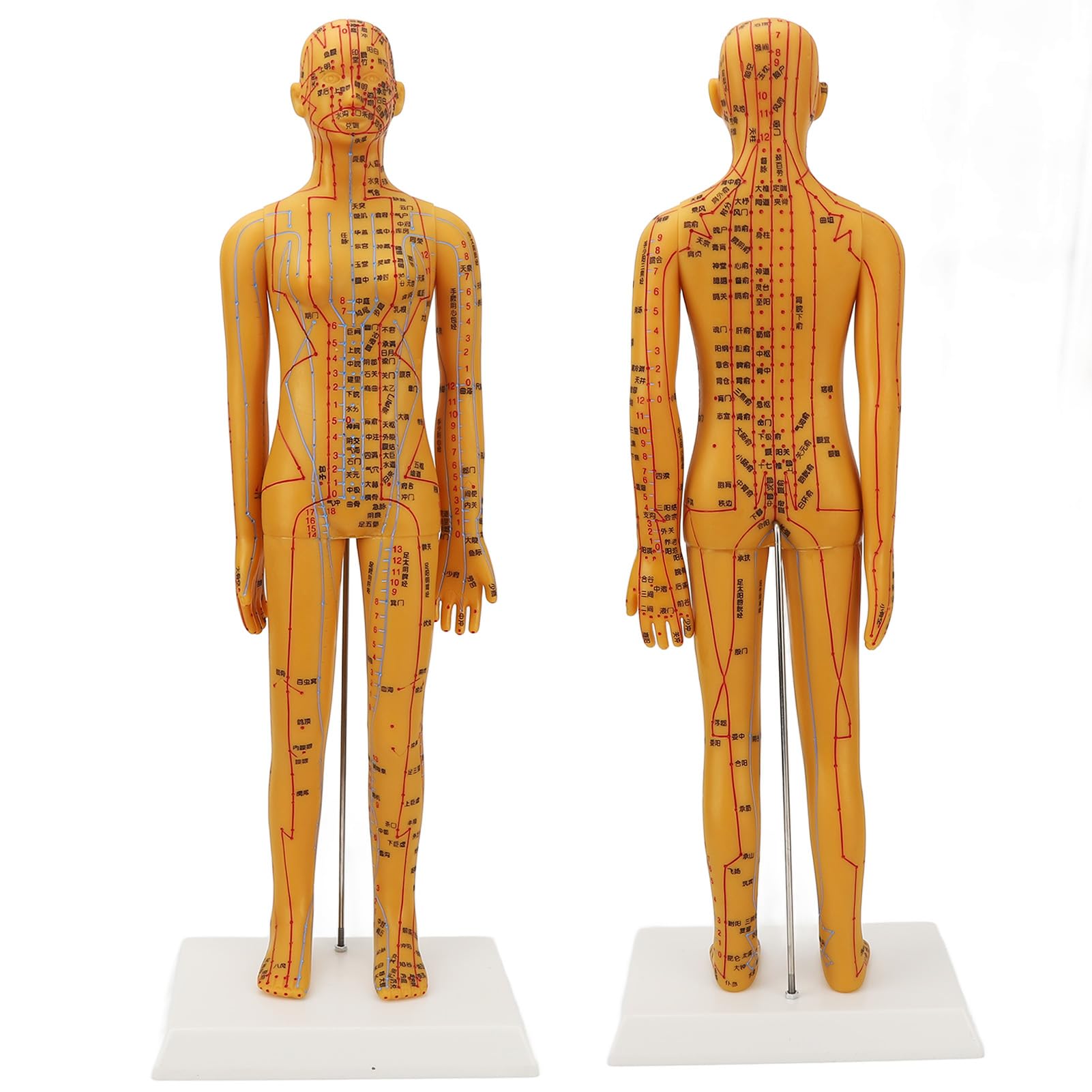 Dioche acupuncture model detailed anatomy enables precise point practice and lesson planning