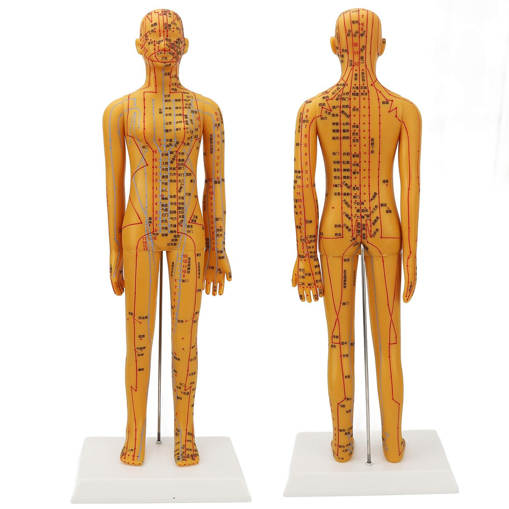 Dioche acupuncture model detailed anatomy enables precise point practice and lesson planning
