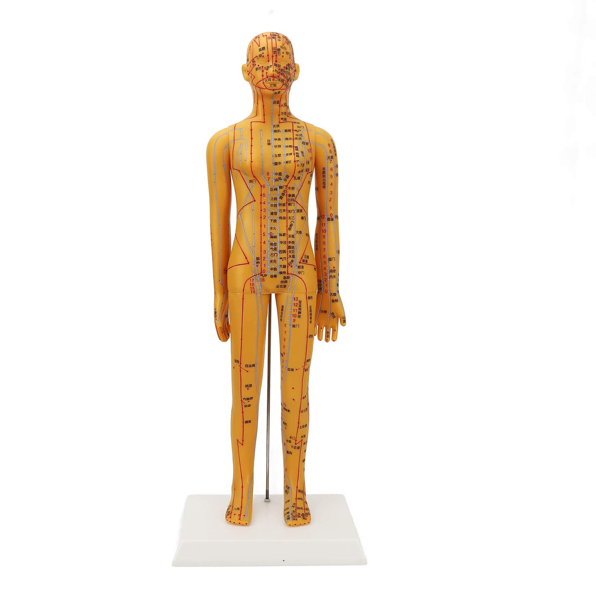 Dioche acupuncture model full torso shows life-size anatomy for classroom training