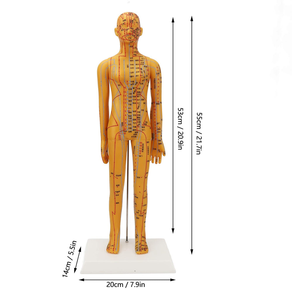 Dioche acupuncture model PVC material emphasizes eco-friendly construction for durable classroom use