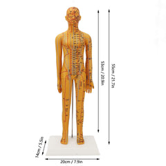 Dioche acupuncture model PVC material emphasizes eco-friendly construction for durable classroom use