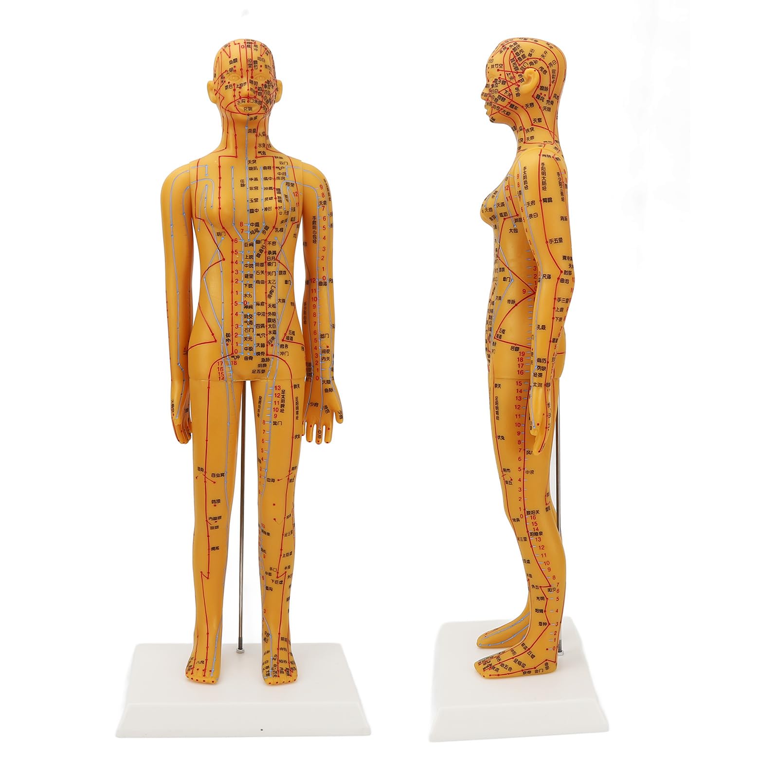 Dioche acupuncture model teaching demo supports interactive demonstrations for students and educators
